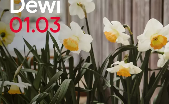 Facts about Leeks and Daffodils on St David's Day